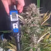 Lemon Cherry Cookies Automatic's