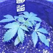 Purple Lemonade Automatic FastBuds