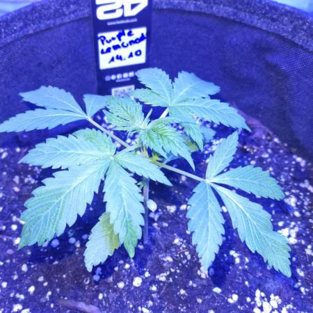 Purple Lemonade Automatic FastBuds