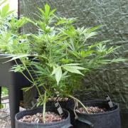 3in1 OUTDOOR Apricot Automatic FastBuds