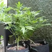 3in1 OUTDOOR Apricot Automatic FastBuds