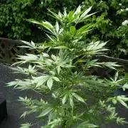 Strawberry Gorilla Automatic Fastbuds