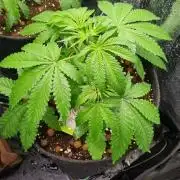 Community GROW