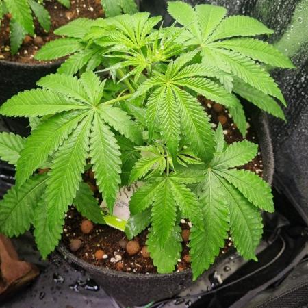 Community GROW