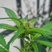 Strawberry Gorilla RF3 AUTOMATIC