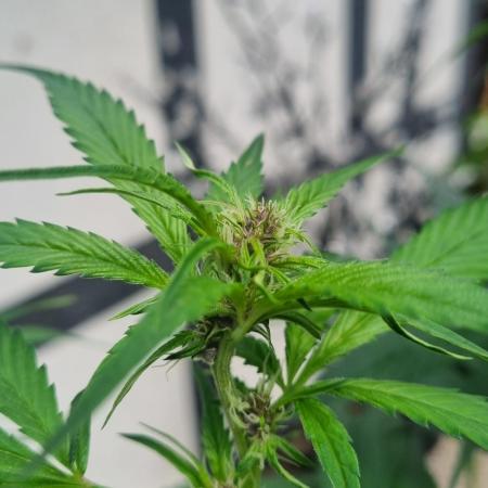 Strawberry Gorilla RF3 AUTOMATIC
