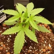 !FastBuds FBA unpublished TESTER GROW!
