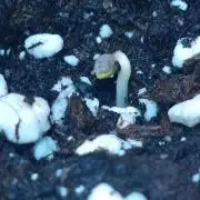 Purple Lemonade Automatic FastBuds