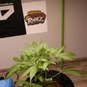 NEW Mango Cherry Runtz Automatic RDWC