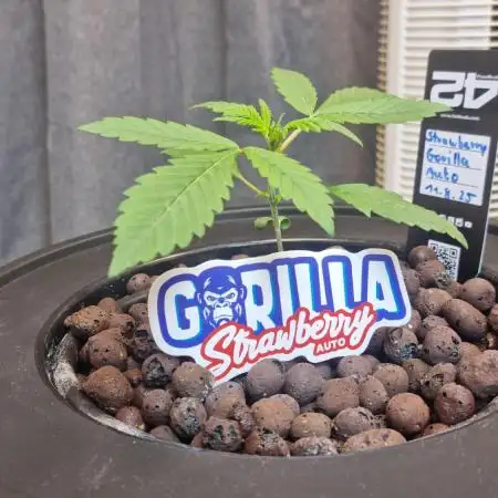 42FastBuds Strawberry Gorilla Auto 