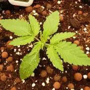 Community GROW
