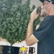 Strawberry Gorilla Automatic's