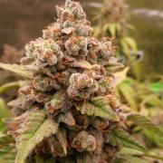 Mendo Frost Automatic