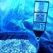 Future Frost GROWREPORT