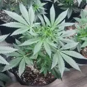 GoodGenetix Permanent-G Automatic