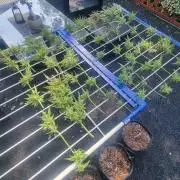 3in1 OUTDOOR Apricot Automatic FastBuds