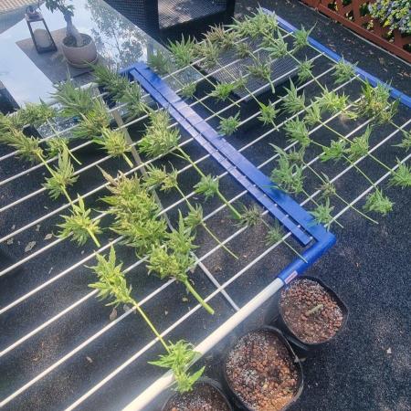 3in1 OUTDOOR Apricot Automatic FastBuds