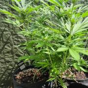 3in1 OUTDOOR Apricot Automatic FastBuds