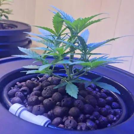 First RDWC Grow