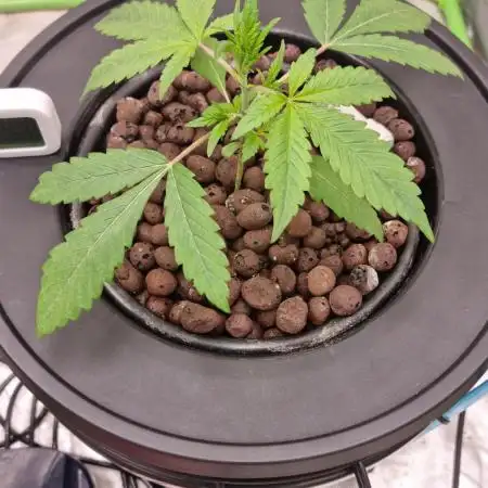 42FastBuds Strawberry Gorilla Auto 