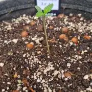 OUTDOOR Apricot Automatic FastBuds