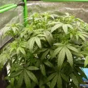 NEW Lemon Cherry Sundae RDWC