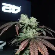 !FastBuds FBA unpublished TESTER GROW!