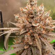 Mendo Guava Automatic