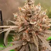 Mendo Guava Automatic