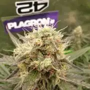 !FastBuds FBA unpublished TESTER GROW!