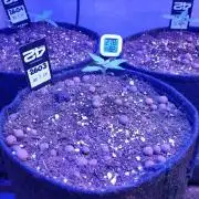 !FastBuds FBA unpublished TESTER GROW!