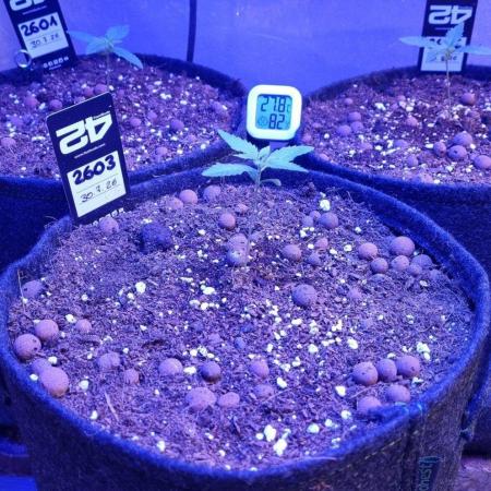 !FastBuds FBA unpublished TESTER GROW!