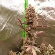 Guava Sundae Automatic