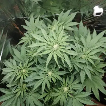 Oss Peanut Butter (ogkb) fem