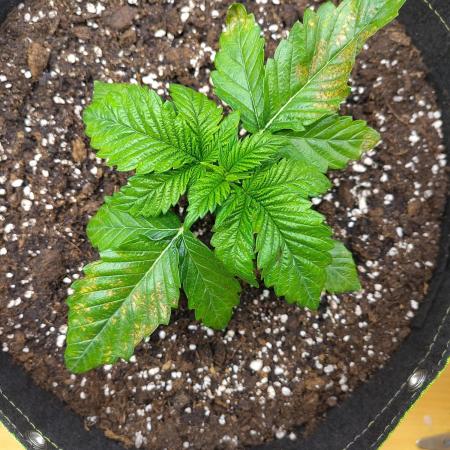 Papaya sherbet fem FB