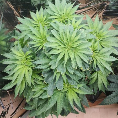 Oss Peanut Butter (ogkb) fem