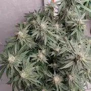 Orange cake (mystery strain)