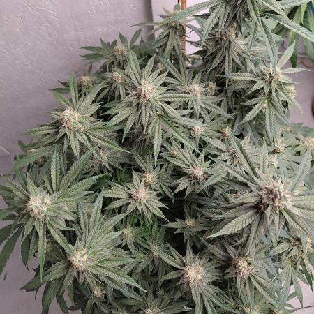 Orange cake (mystery strain)