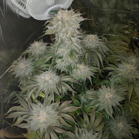 Oss Peanut Butter (ogkb) fem