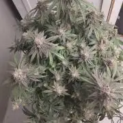 Orange cake (mystery strain)