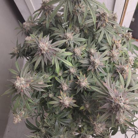 Orange cake (mystery strain)