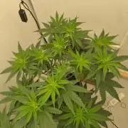 GHS White Rhino