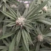 Orange cake (mystery strain)