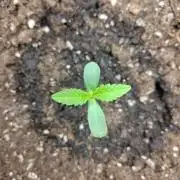 OSS Papaya stank fem