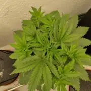 GHS White Rhino