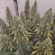 GHS White Rhino