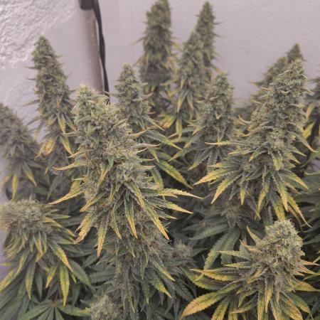 GHS White Rhino