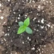 Papaya sherbet fem FB