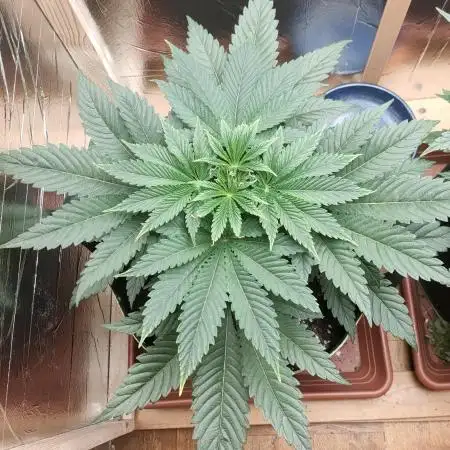 Oss Peanut Butter (ogkb) fem