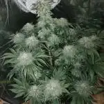 Oss Peanut Butter (ogkb) fem